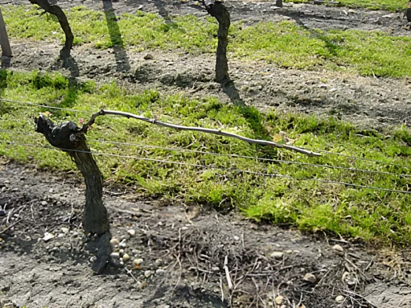 Croissance des Vignes