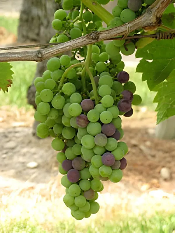 Véraison, le Compte à Rebours avant les Vendanges