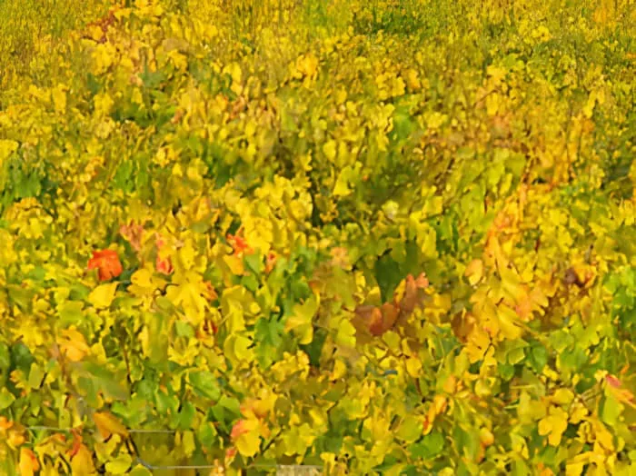 Encore : Couleurs d'Automne
