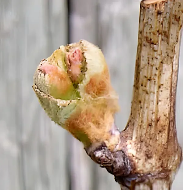 Développement de la Vigne
