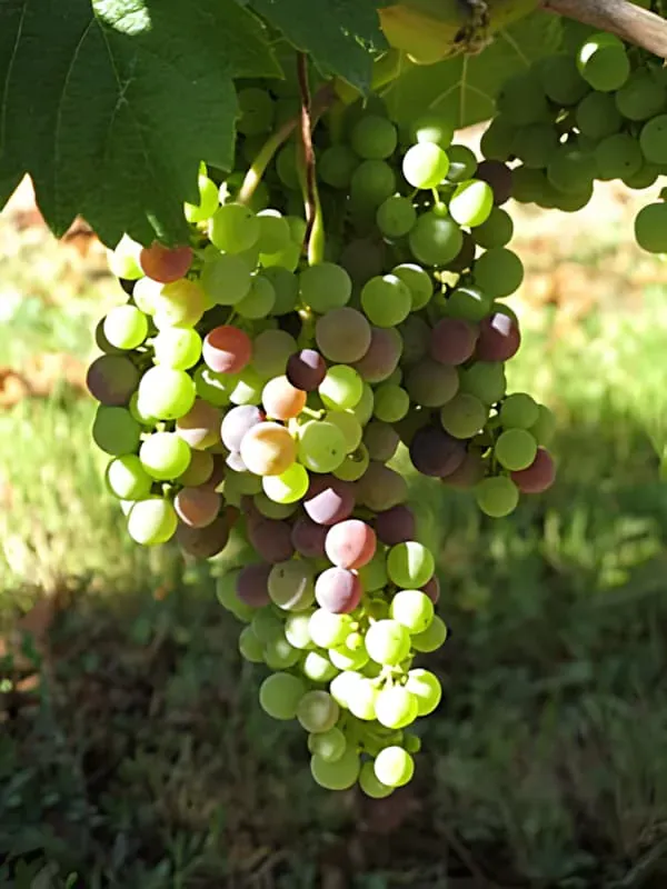 Maturation d'Août et Vendange Verte