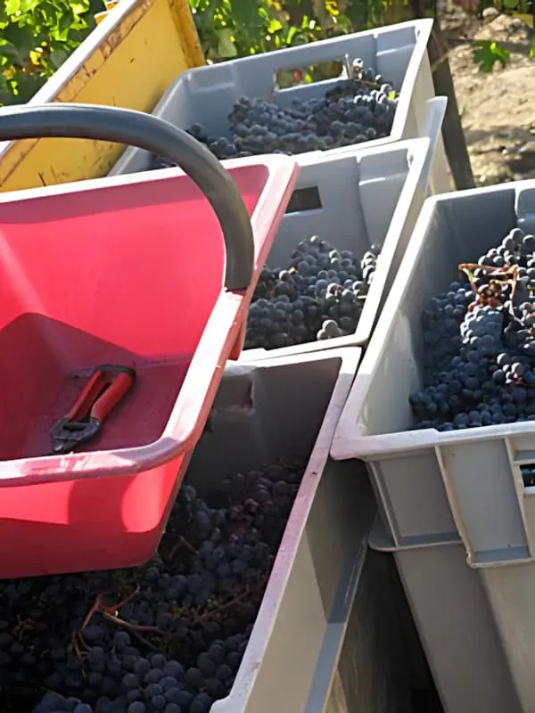 Vendanges 2010