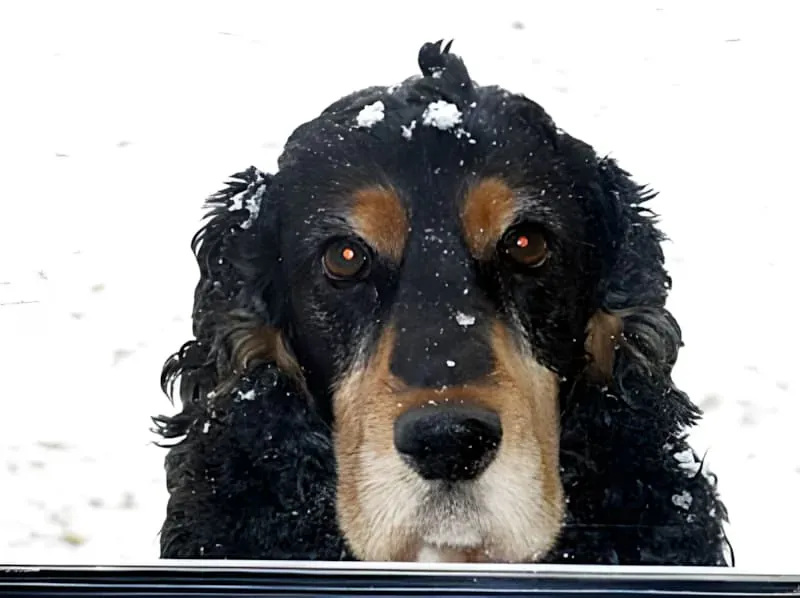 Neige de Décembre