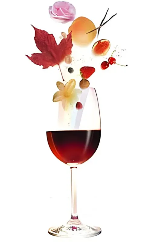Noms et Caractéristiques des Vins