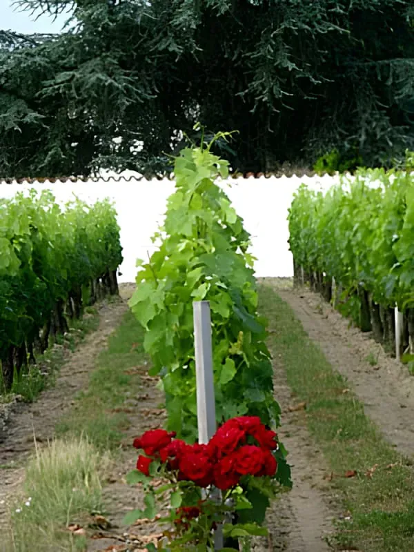 Floraison en Mai