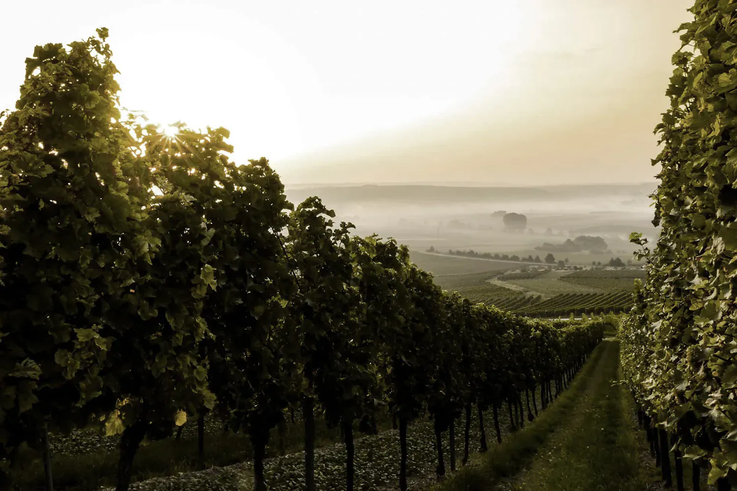 Actualités des vins Grand Cru Saint-Émilion Château Plaisance