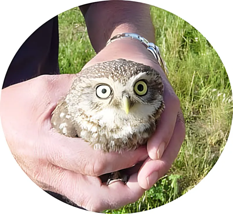 Une petite chouette aux yeux écarquillés tenue délicatement dans les mains d'une personne, avec de l'herbe verte en arrière-plan.