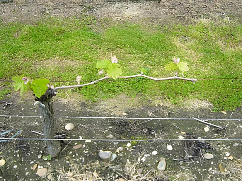 Gros plan d'un sarment de vigne montrant une croissance précoce au printemps avec de petites pousses vertes émergeant du bois dormant.