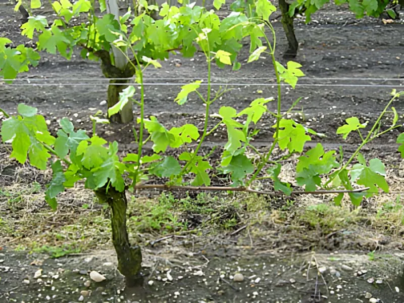 Une vigne avec des feuilles vertes entièrement développées et plusieurs pousses montrant une croissance printanière vigoureuse.
