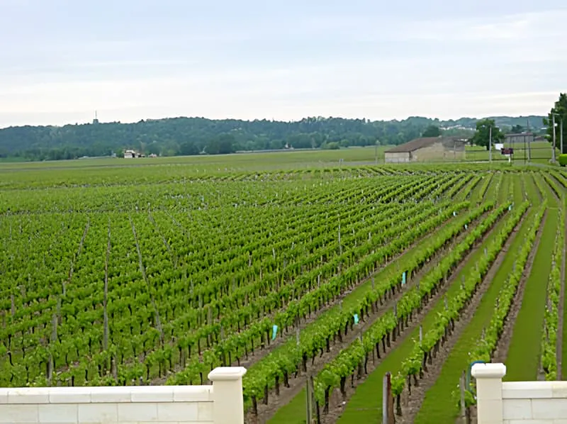 Vue panoramique des rangs de vigne avec des vignes vertes luxuriantes s'étendant à travers la campagne vallonnée sous un ciel partiellement nuageux.