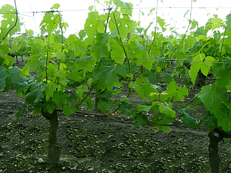 Un rang de vignes montrant un feuillage vert abondant et luxuriant avec une couverture de feuilles dense fin mai.
