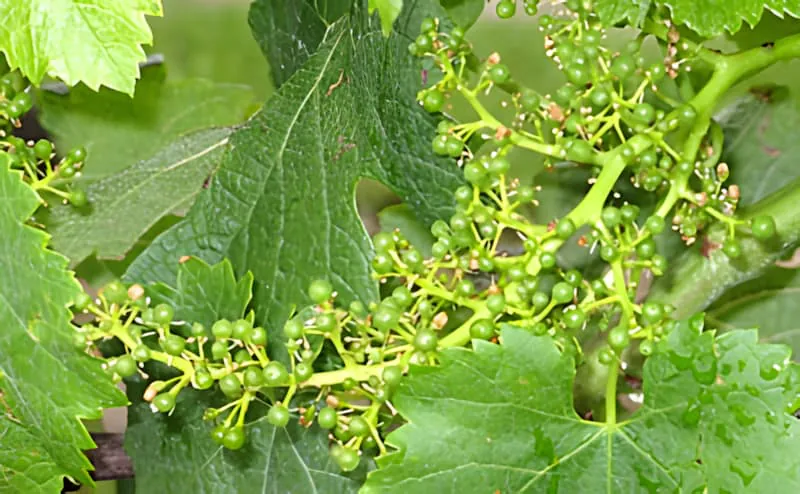 Un gros plan d'une grappe de raisin en développement sur la vigne, avec de minuscules raisins verts ressemblant à des perles.