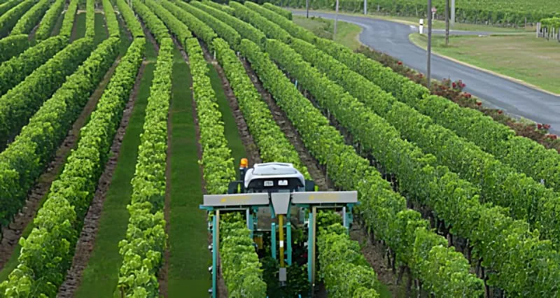 Une vue aérienne d'un tracteur avec équipement spécialisé rognant les sommets des vignes en rangées nettes à travers un vignoble.