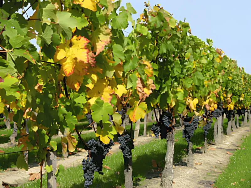 Une rangée de vignes en automne, avec des feuilles montrant un mélange de couleurs or vibrant, cramoisi et vert.