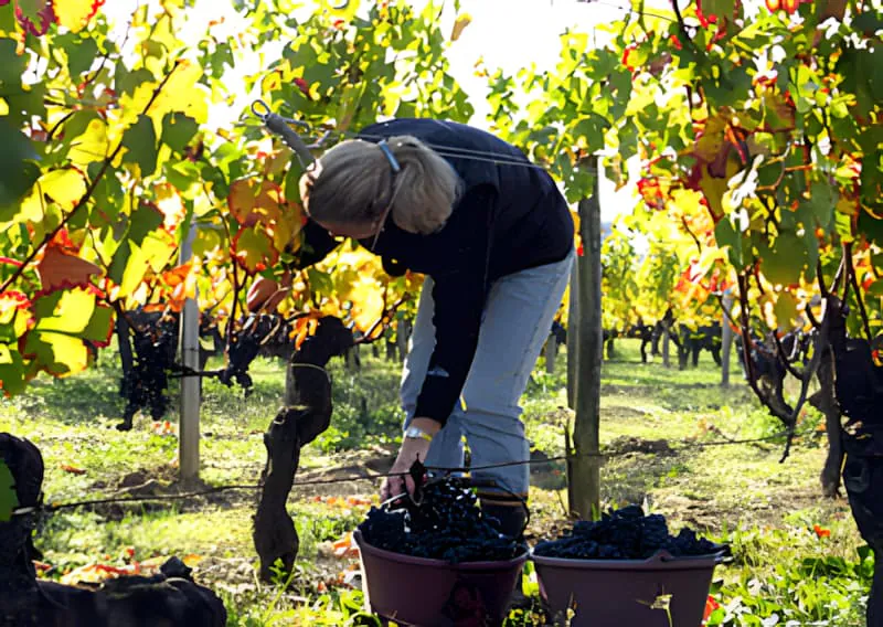 Une femme aux cheveux blonds, portant un haut sombre, est penchée, vendangeant à la main les raisins d'une vigne dans un grand seau.