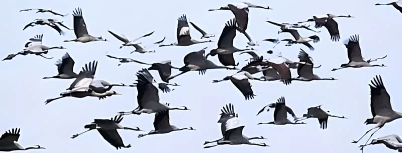Une grande volée de grues volant en formation contre un ciel bleu pâle pendant leur migration automnale.