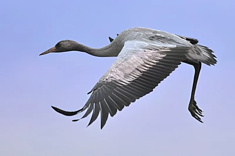 Une seule grue en vol avec les ailes entièrement déployées contre un ciel bleu doux, montrant la forme élégante de l'oiseau migrateur.