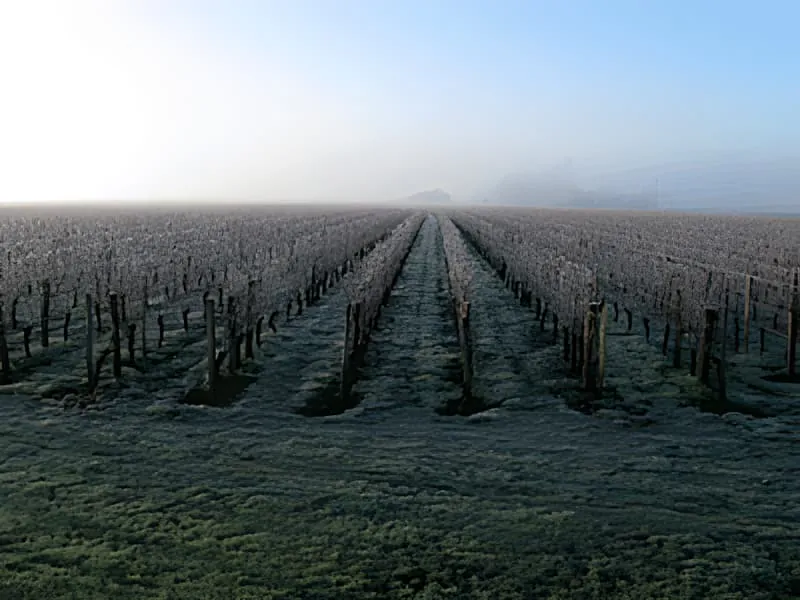 Rangs de vignoble d'hiver avec des vignes nues couvertes de givre iridescent sous un ciel bleu clair, créant un effet scintillant au soleil.