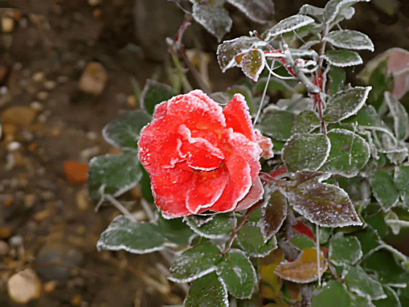 Une rose rouge vif couverte de cristaux de givre, entourée de feuilles et de feuillage couverts de givre.