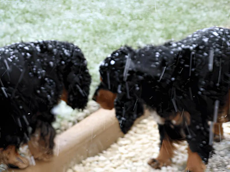 Plusieurs chiens de couleur sombre jouant et marchant dans la neige fraîche, paraissant joyeux et énergiques par ce temps hivernal.