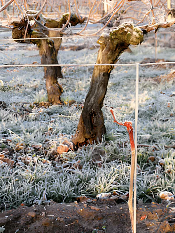 Une jeune vigne avec un capuchon de cire rouge protecteur entourée de troncs de vigne plus anciens et nus en hiver, montrant le contraste entre les nouvelles plantations et les vignes matures.