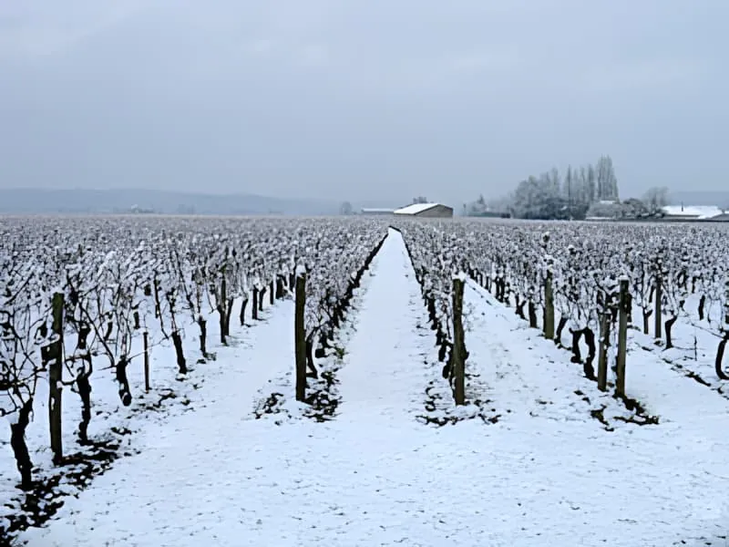 Un vignoble en hiver, avec des rangées de vignes nues couvertes d'un léger saupoudrage de neige, menant vers une grange au loin.