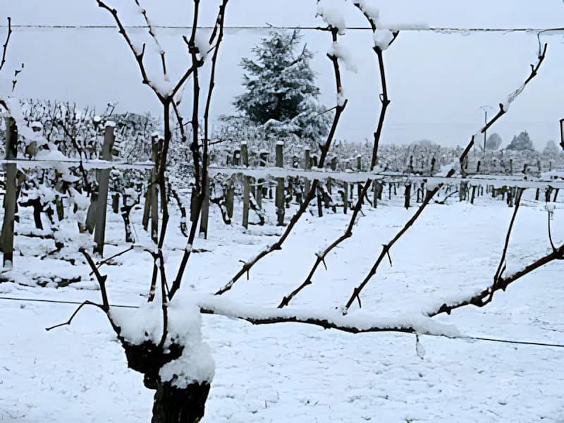 Une vue rapprochée de branches et tronc de vigne nus couverts de neige, montrant l'état hivernal dormant des vignes.