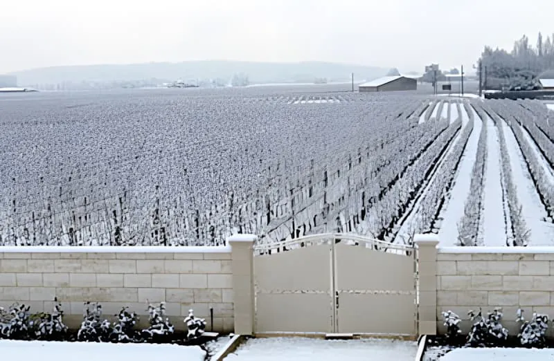 Une vue large des rangées de vignoble couvertes de neige s'étendant au loin, avec des vignes nues et un léger saupoudrage de neige au sol.