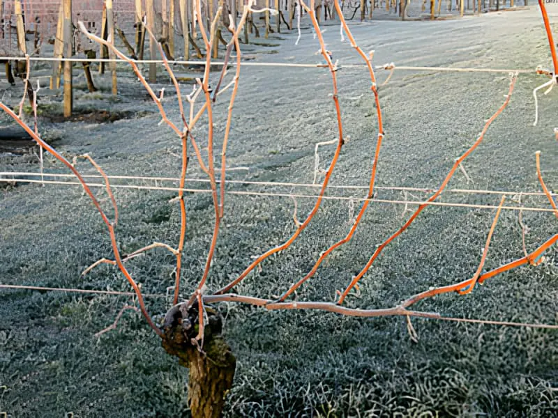 Un gros plan d'une vigne dormante en hiver, avant la taille, avec plusieurs sarments s'étendant du tronc principal.