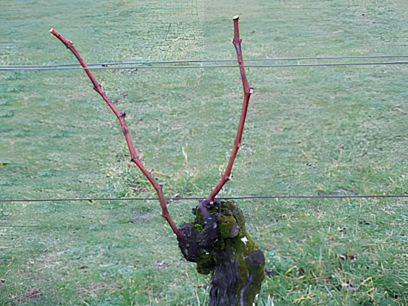 Une vigne après la taille hivernale, montrant les coupes nettes et les sarments restants sélectionnés prêts pour la croissance printanière.