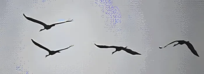 Quatre grues volant en formation contre un ciel gris, montrant leur cou distinctif et leur envergure pendant la migration.
