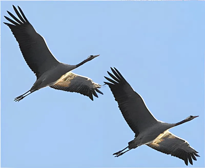 Deux grandes grues avec les ailes complètement étendues volant contre un ciel bleu clair, affichant leur taille et grâce impressionnantes.