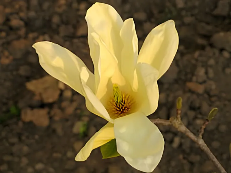 Une grande fleur de magnolia blanc crémeux en pleine floraison montrant ses pétales immaculés et son centre jaune sur un fond sombre.