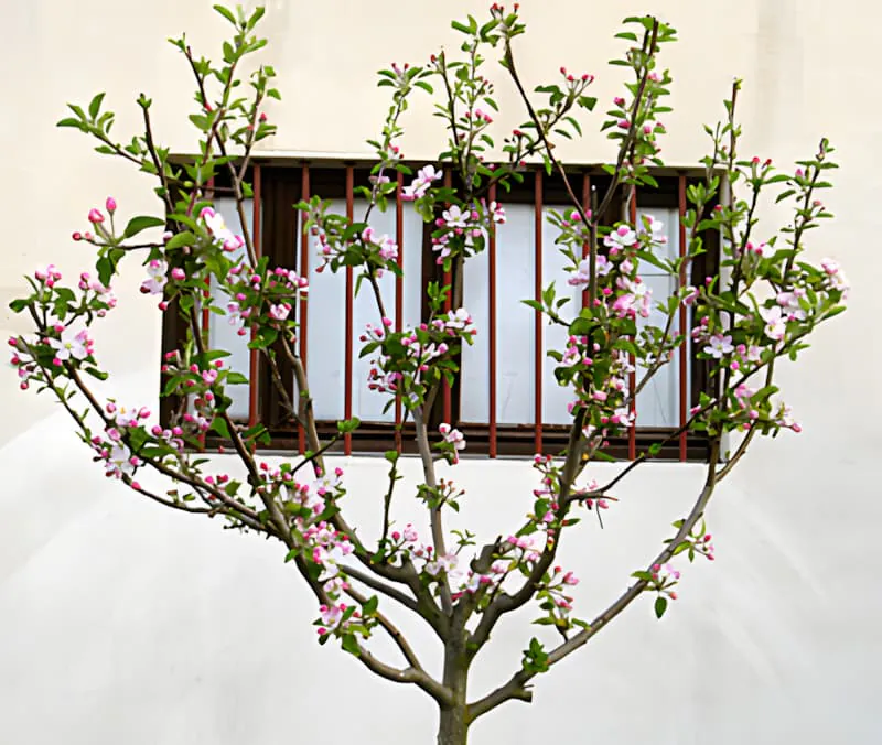 Un arbre fruitier avec de délicates fleurs roses et blanches couvrant ses branches, représentant le renouveau de la croissance printanière.