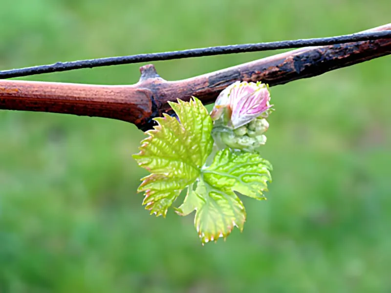 Un gros plan d'un sarment de vigne montrant les premières tendres feuilles vertes qui émergent, démontrant le réveil printanier de la vigne.