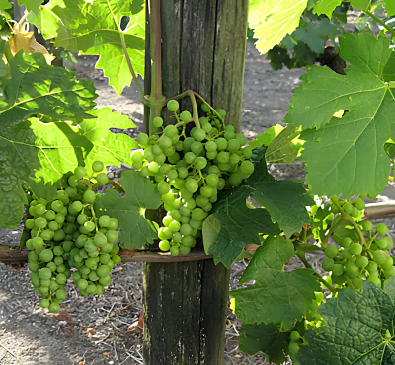 Plusieurs grappes de petits raisins verts pendant des branches de vigne, montrant le développement du fruit au début de l'été.