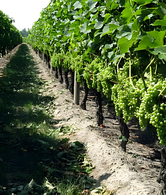 Une rangée de vignoble au Château Plaisance montrant les résultats de l'effeuillage sélectif, avec les grappes de raisin plus visibles et les vignes correctement ventilées.