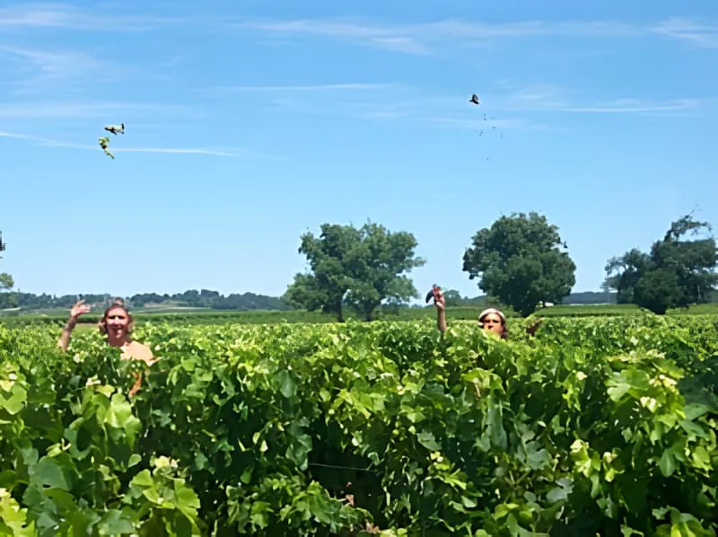 Plusieurs ouvriers de vignoble visibles au loin travaillant parmi les vignes vertes sous un ciel bleu avec des nuages épars.