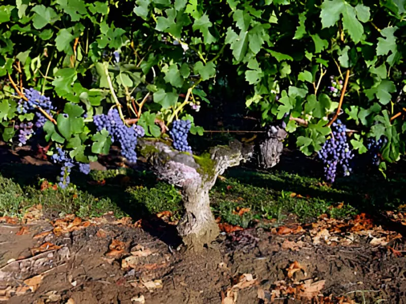 Gros plan d'une très vieille vigne noueuse avec un tronc épais et moussu, produisant toujours des grappes de raisins violet foncé.