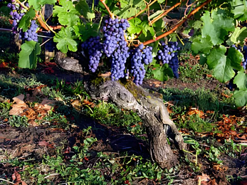 Gros plan d'une vigne ancienne avec un tronc épais et noueux et des grappes de raisins violet foncé suspendues à ses branches.