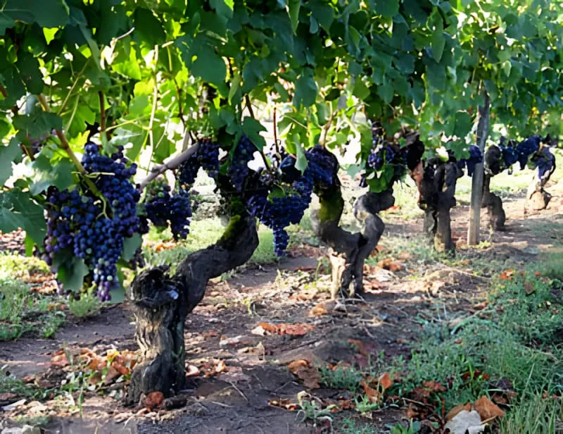 Une vigne mature avec un tronc substantiel portant des grappes de raisins violet foncé, entourée de feuilles aux couleurs automnales sur le sol.
