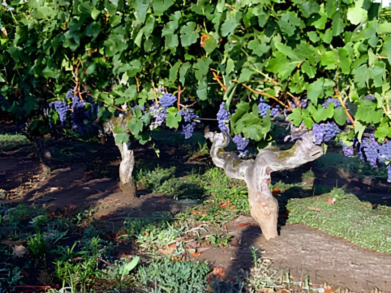 Vue détaillée d'une vieille vigne montrant son tronc épais et patiné et des grappes de raisins mûrs et foncés parmi le feuillage vert.