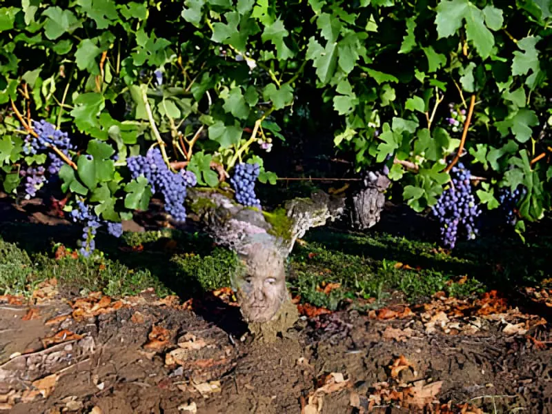 Une vigne ancienne au tronc dramatiquement noueux et épais, chargée de grappes de raisins violets, montrant le caractère d'un âge extrême.