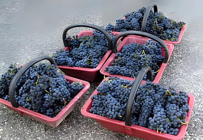 Plusieurs paniers de vendange rouges en plastique remplis de raisins violet foncé posés au sol, montrant la récolte cueillie à la main de la journée.