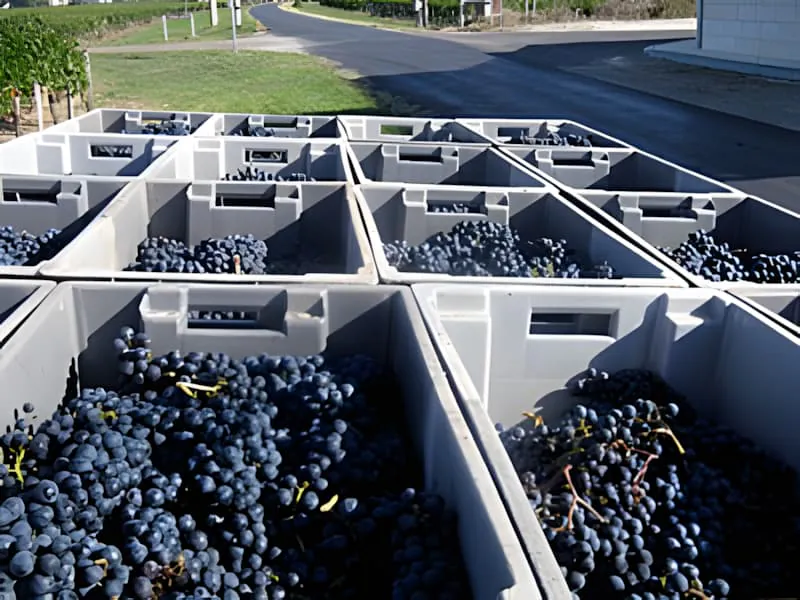 Plusieurs bacs de tri blancs en plastique remplis de raisins violet foncé disposés en grille, montrant le processus de vendange organisé.