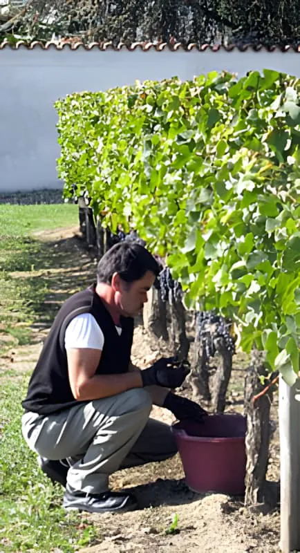 Un ouvrier viticole accroupi parmi les vignes, semblant terminer le dernier travail de récolte de la saison.