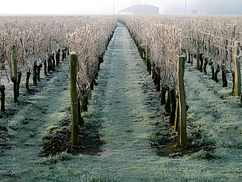 Rangées de vignes dormantes couvertes de givre s'étendant au loin par un matin d'hiver frais, créant un paysage étincelant.