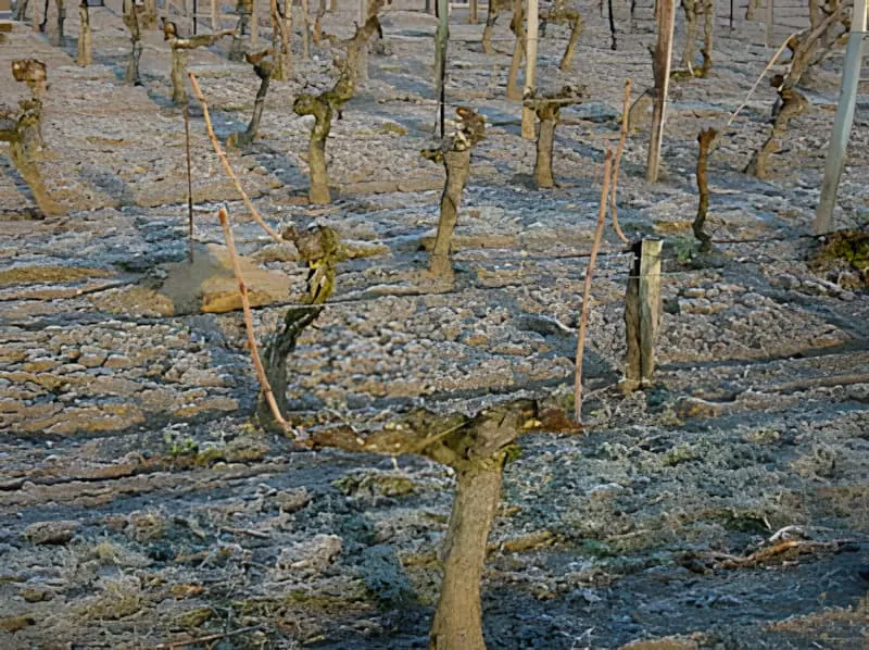 Gros plan de vignes taillées montrant le système de conduite en Guyot Double avec des sarments prêts à être attachés aux fils horizontaux dans les deux directions.