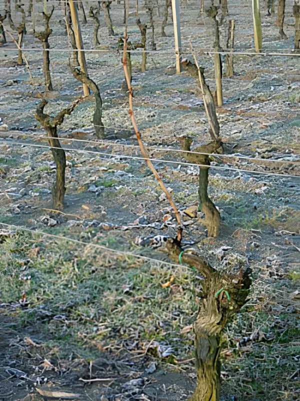 Vignes dormantes en hiver montrant le système de taille en Guyot Simple avec des sarments individuels conduits le long des fils de support.