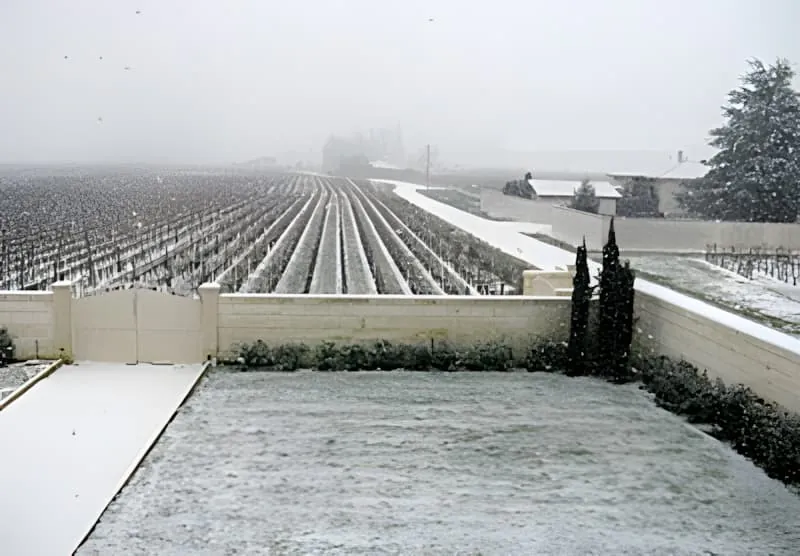 Vue panoramique de rangs de vignoble couverts de neige s'étendant au loin, avec des bâtiments et des arbres visibles sous un ciel d'hiver couvert.